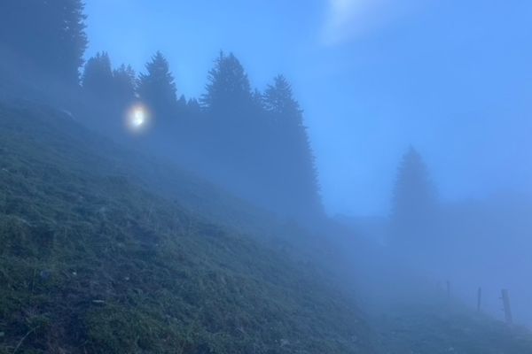 Lichtstrahl tritt durch Bäume im Nebel. Sinnbild für dein inneres Licht, das du der Welt schenken darfst.