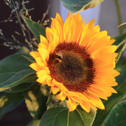 Kundenstimme zur feinstofflichen Energiearbeit – Symbolbild: Sonnenblume